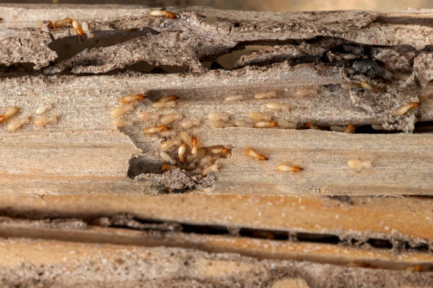 Best Local Pest Control Services  in Cypress Gardens, FL